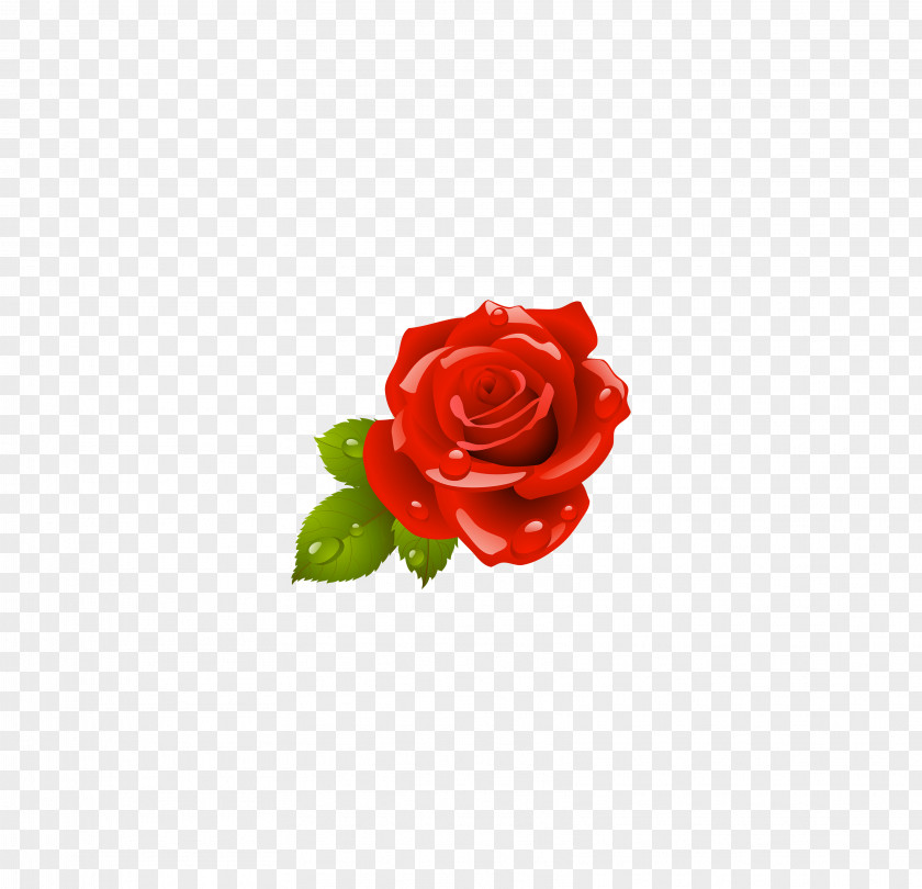 Rose,Red Rose Garden Roses Flower PNG