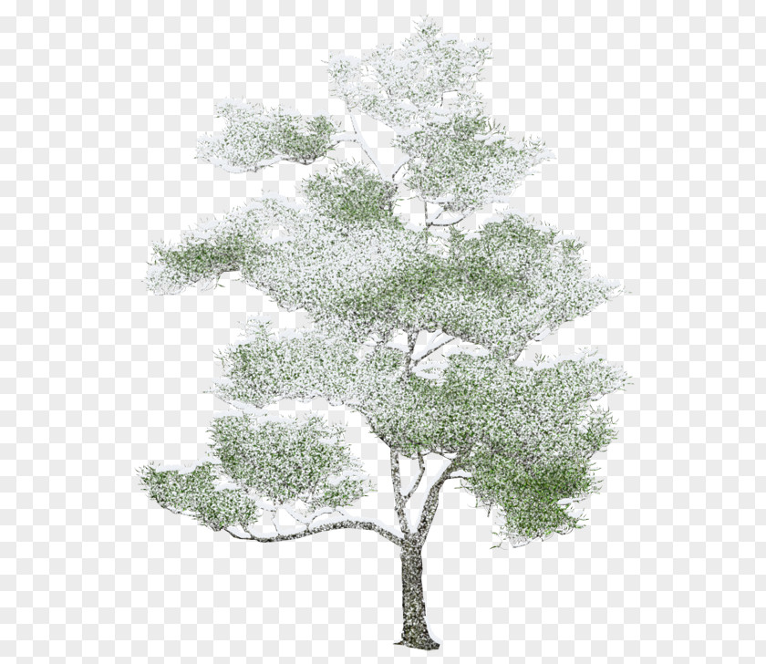 Tree Architecture Rendering Drawing PNG
