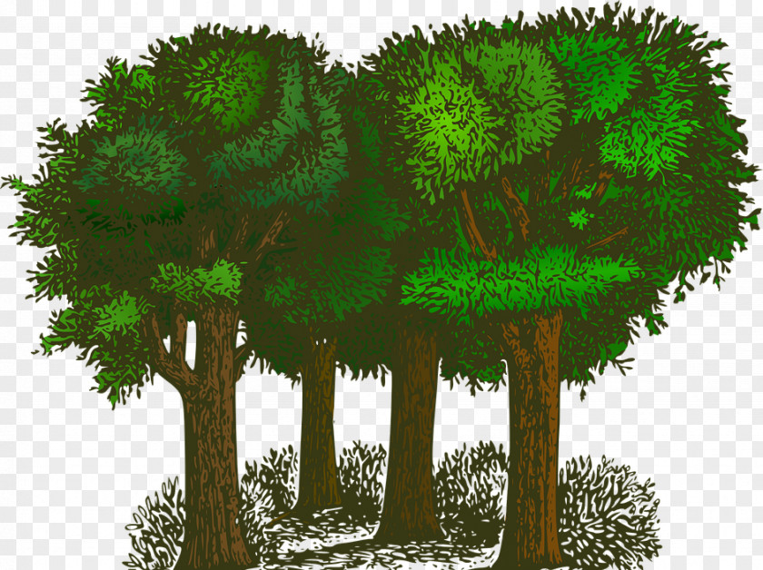 Tree Fir Clip Art PNG