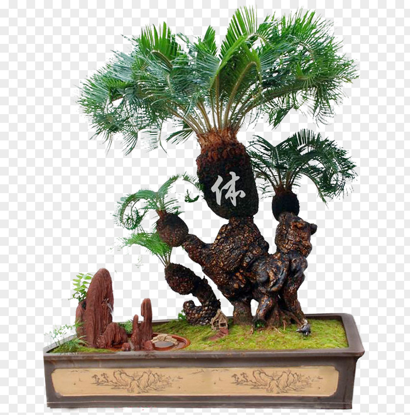 Tree Indoor Bonsai Penjing Flowerpot PNG