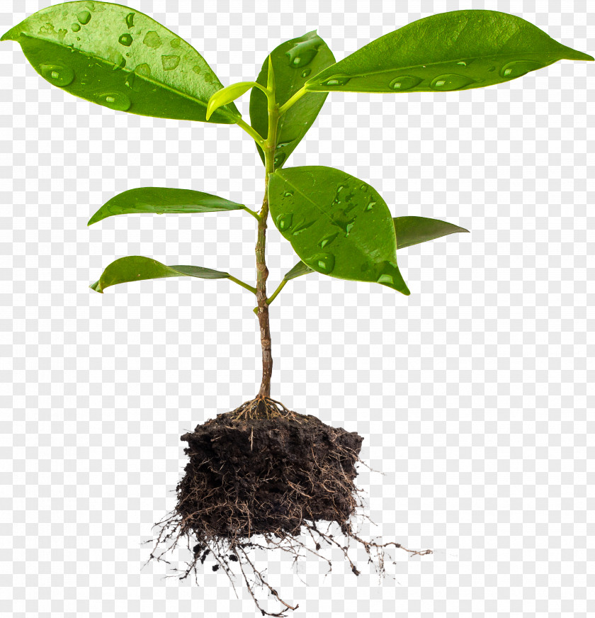 Tree Plant And Soil Agriculture PNG