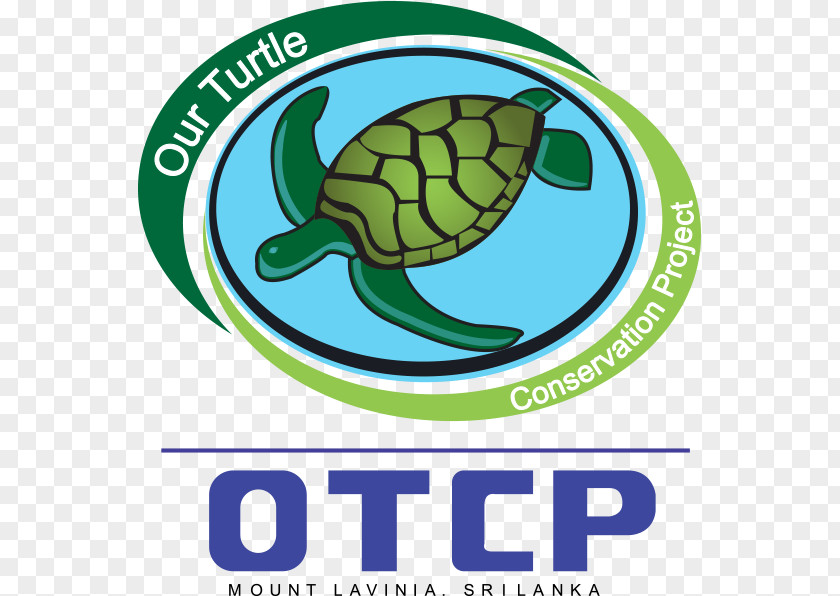 Turtle Endangered Sea Turtles Restoration Project Tortoise PNG