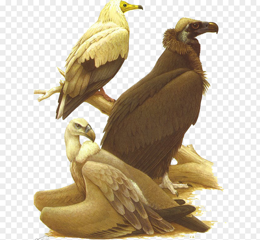Bird Bald Eagle Turkey Vulture King PNG