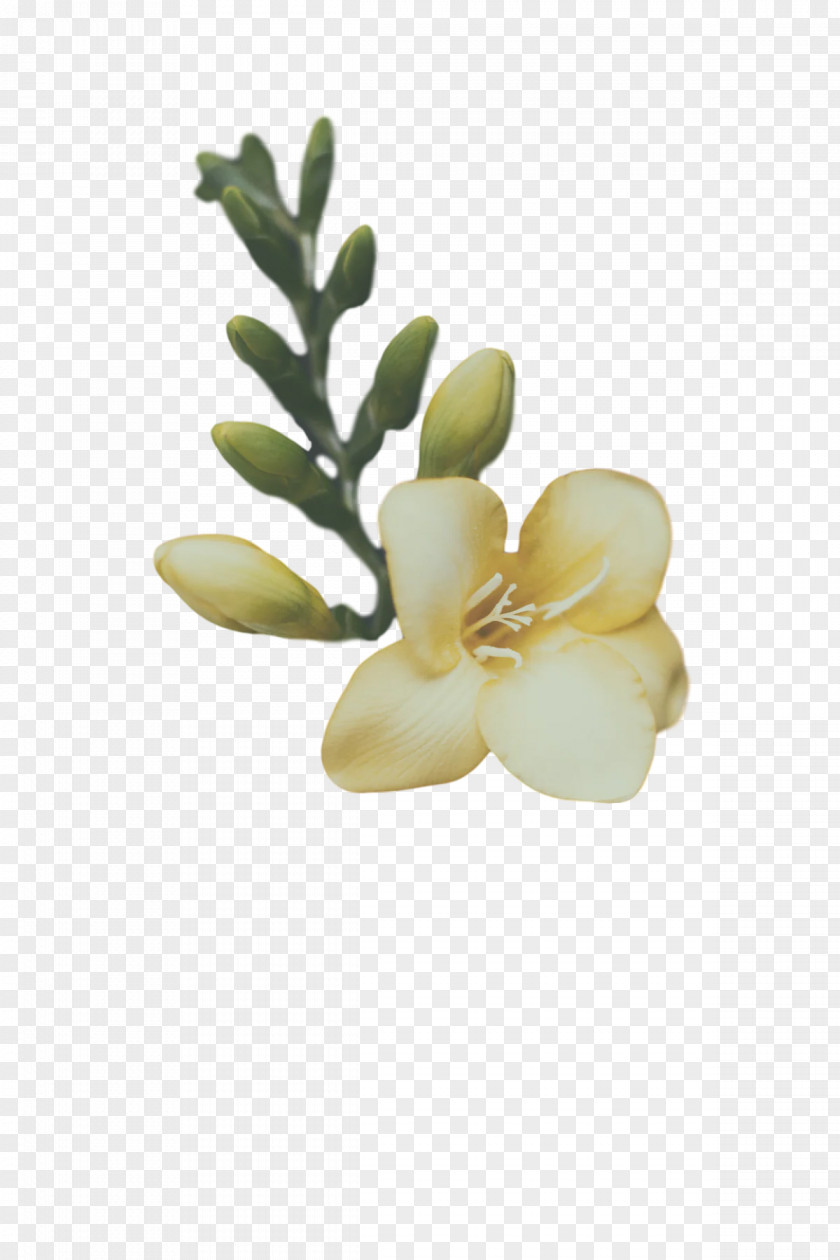 Flower Petal Plants Biology Science PNG