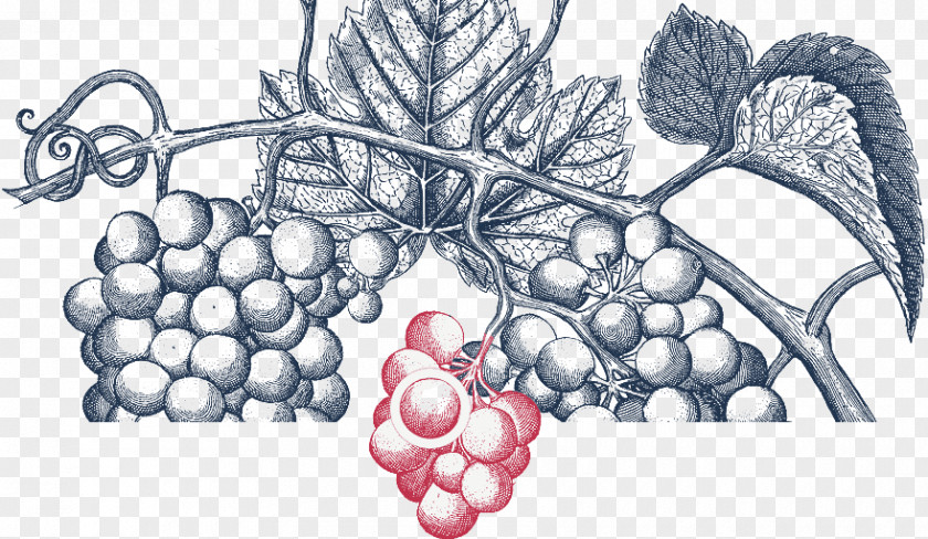 Grape Grapevines Drawing /m/02csf PNG