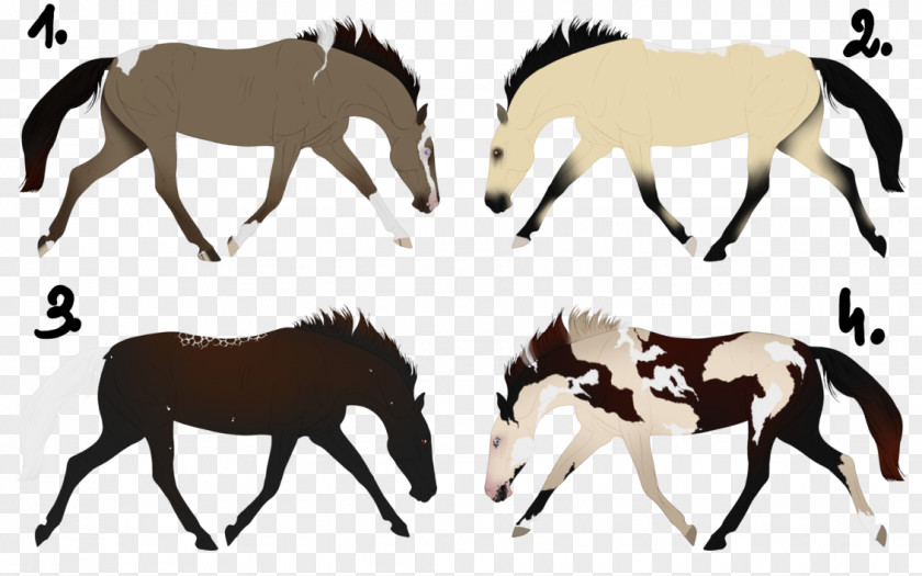 Minimal Tobiano Mule Mustang Foal Mare Stallion PNG