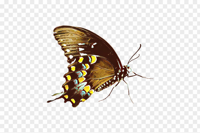 Netwinged Insects Pest Insect Butterfly Moths And Butterflies Pollinator PNG