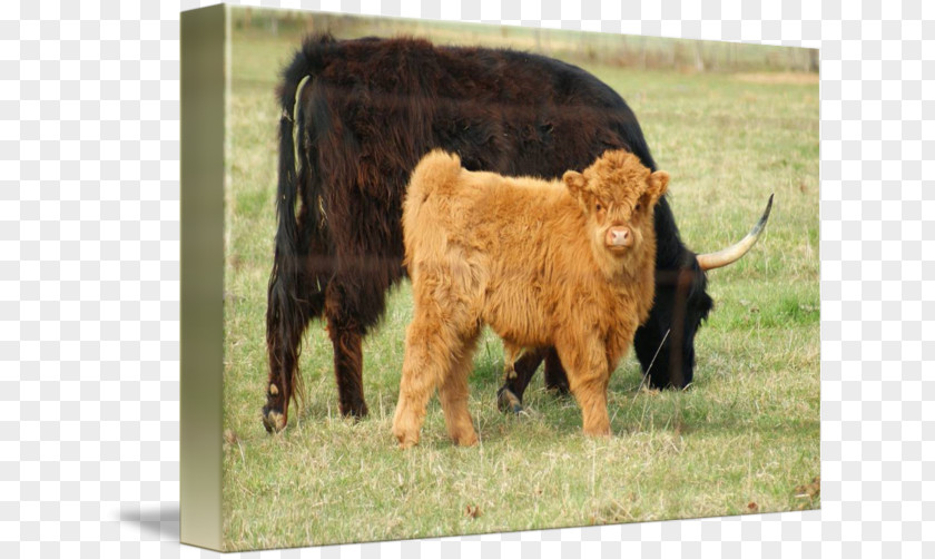 Scottish Highlands Calf Highland Cattle Pasture Bull Grazing PNG