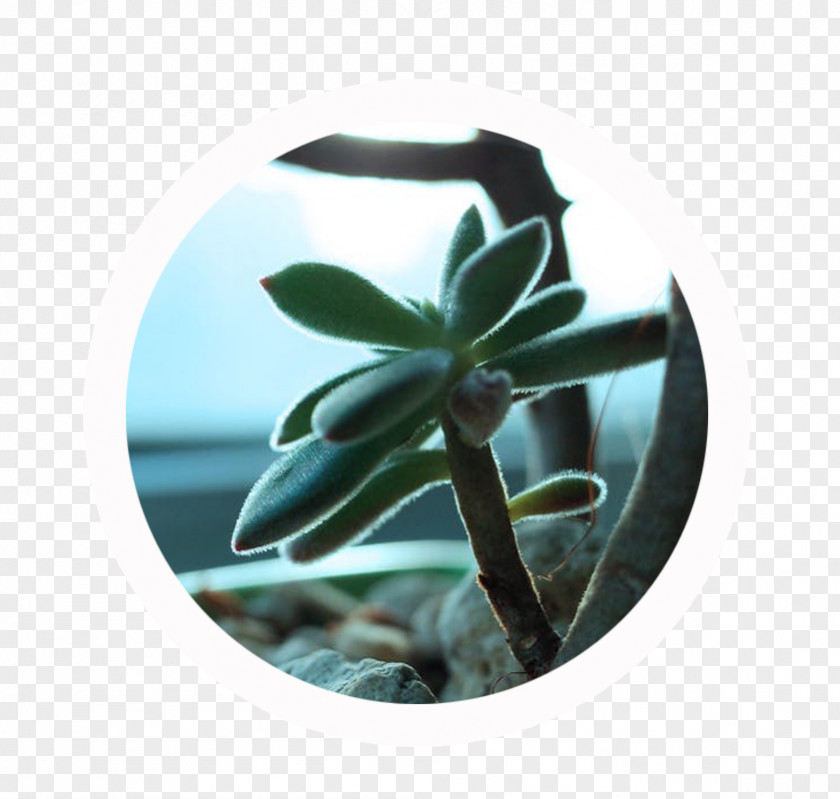 Succulent Painting Intangible Asset Knowledge Expert The Brightest Green PNG
