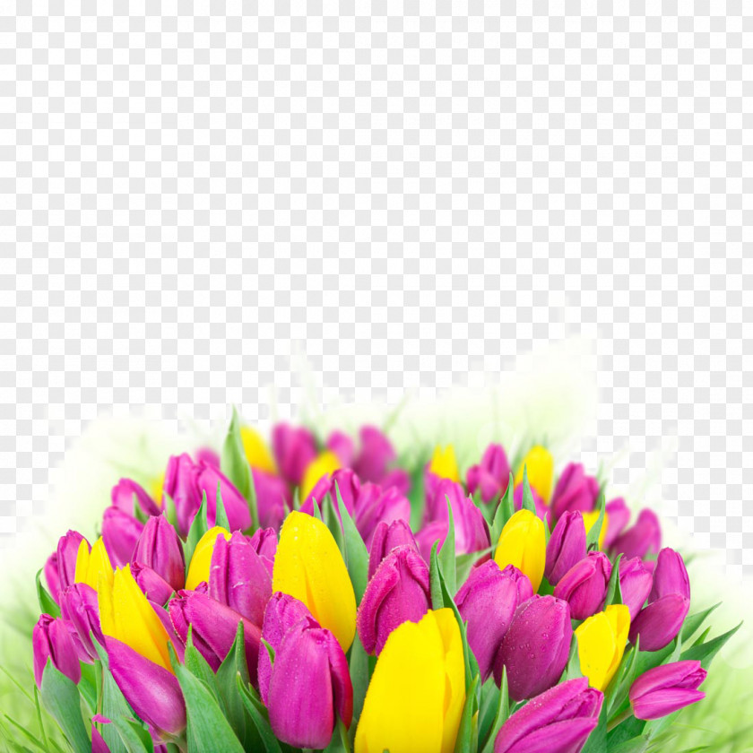 Beautiful Tulip Flowers Flower Bouquet Wallpaper PNG