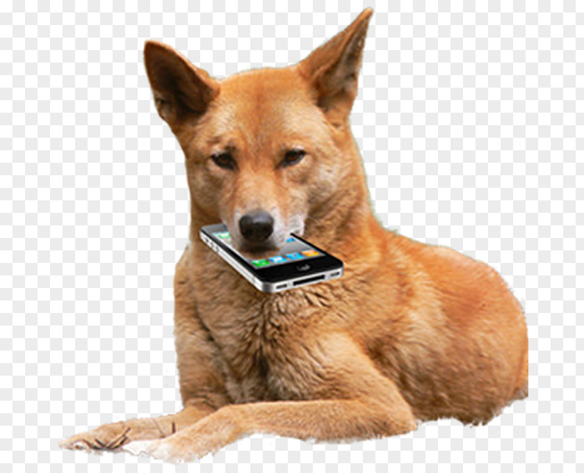 Dog Dingoes Ate My Baby Image Crying PNG