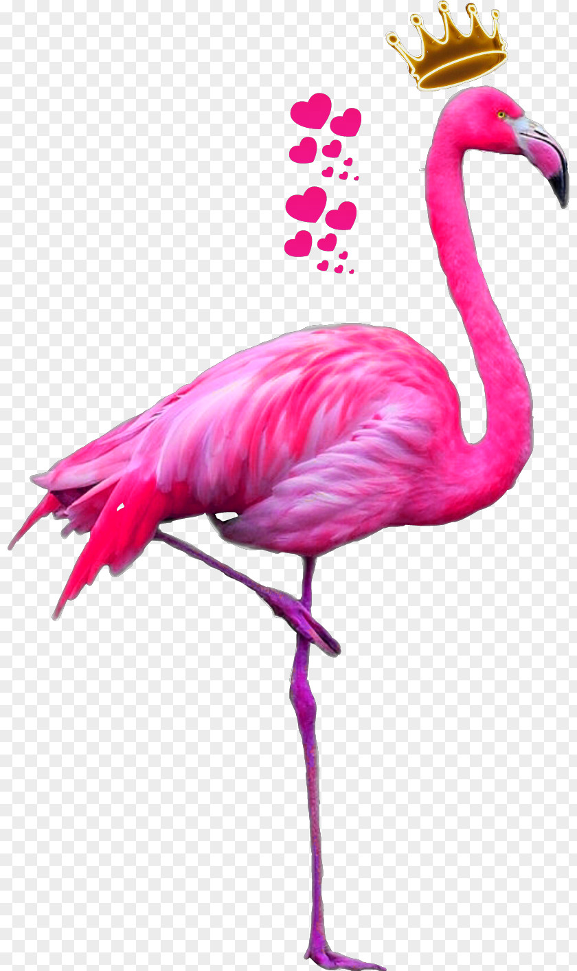 Flamingo Greater American Bird Pink PNG