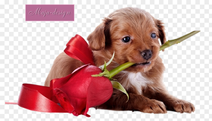 Puppy Golden Retriever Havanese Dog German Shepherd Kitten PNG