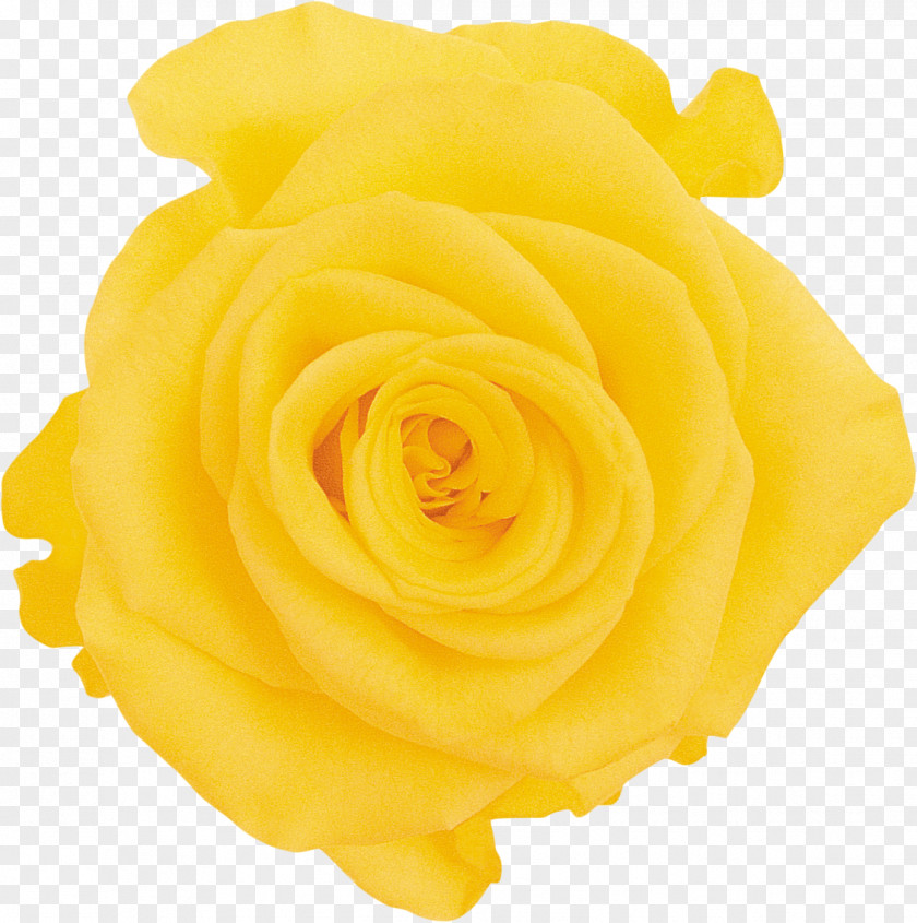 Yellow Rose Garden Roses Cut Flowers Rosaceae PNG