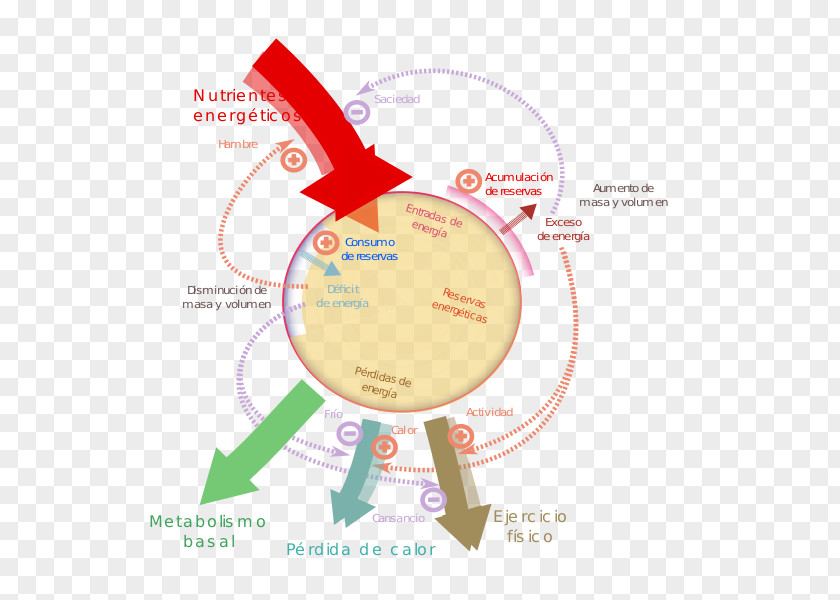 Design Brand Diagram PNG