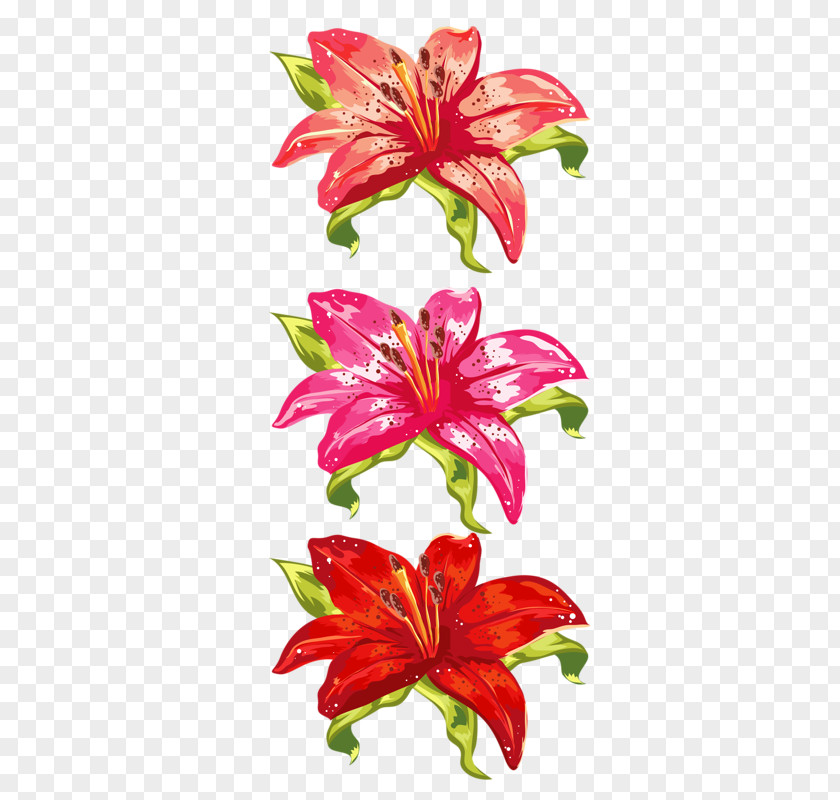 Flower Orange Lily Cut Flowers Sticker Floral Design PNG