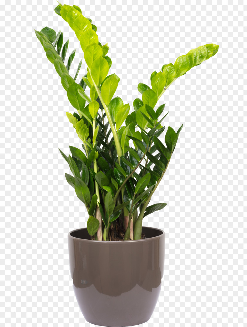 Flowerbox Zamioculcas Zamiifolia Houseplant Flowerpot Vascular Plant Areca Palm PNG