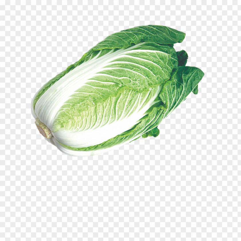 Fresh Cabbage Chinese Napa Umami Vegetable PNG