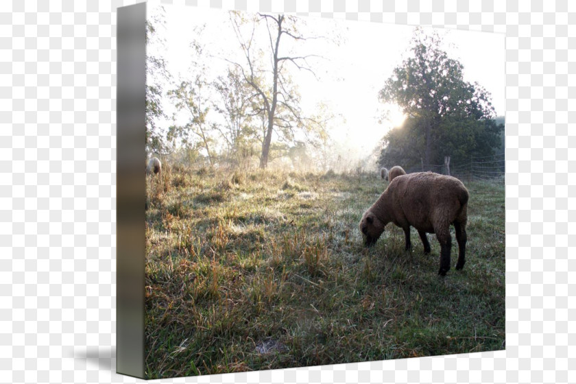 Sheep Pasture Cattle Bison National Park Grazing PNG