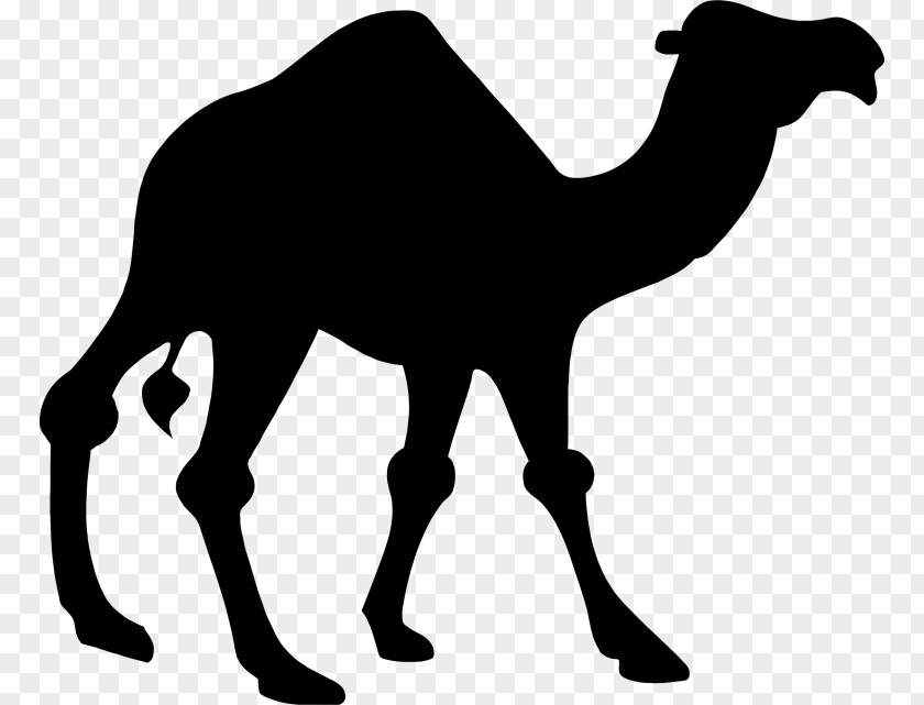 Silhouette Dromedary Bactrian Camel Clip Art PNG