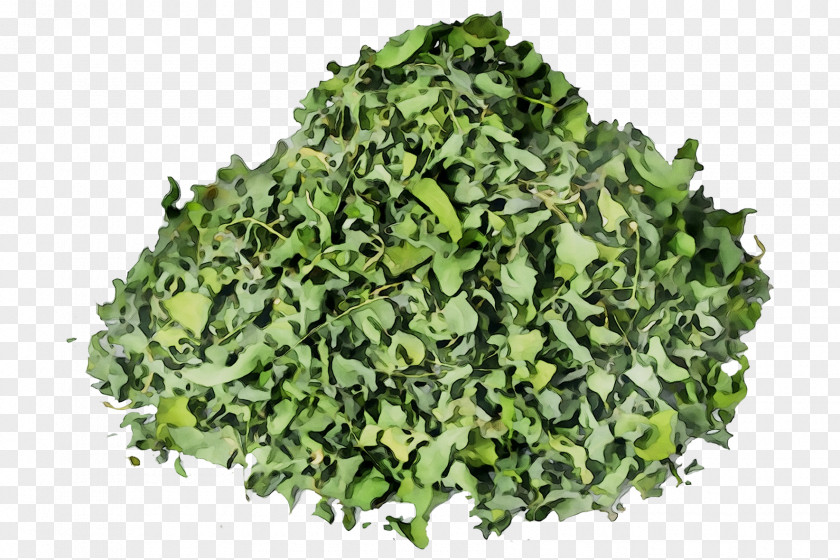 Spinach Herb PNG