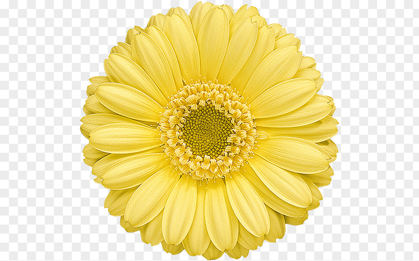 Artificial Flower PNG