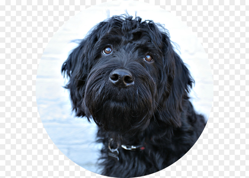 Dreaming Of Fishing Miniature Schnauzer Cockapoo Glen Schnoodle Tibetan Terrier PNG