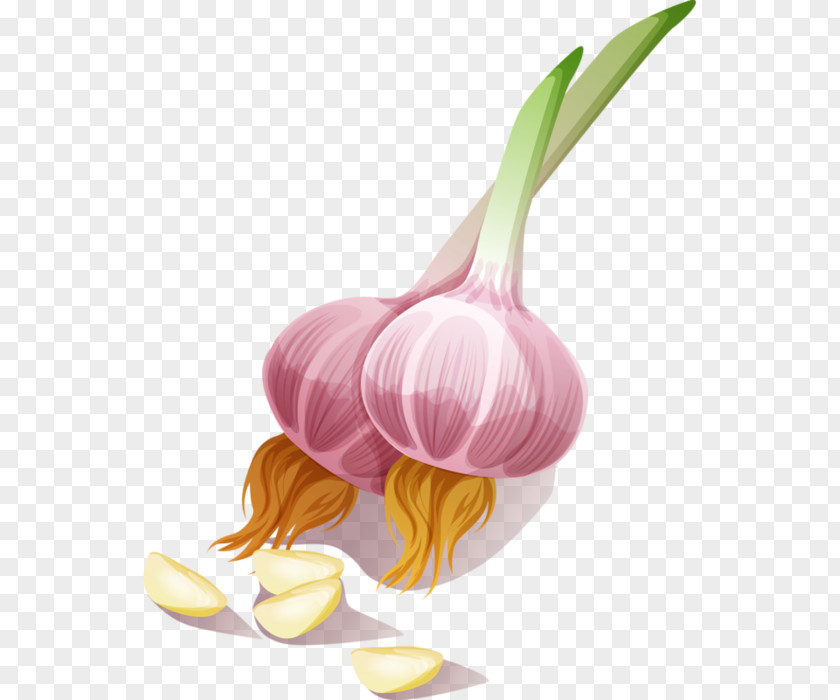 Garlic Onion Seasoning Vegetable Clip Art PNG