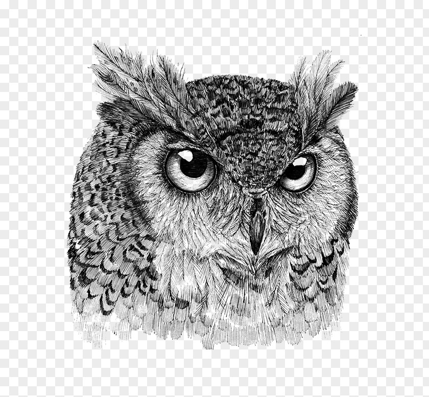 Owl /m/02csf Drawing Beak Wildlife PNG