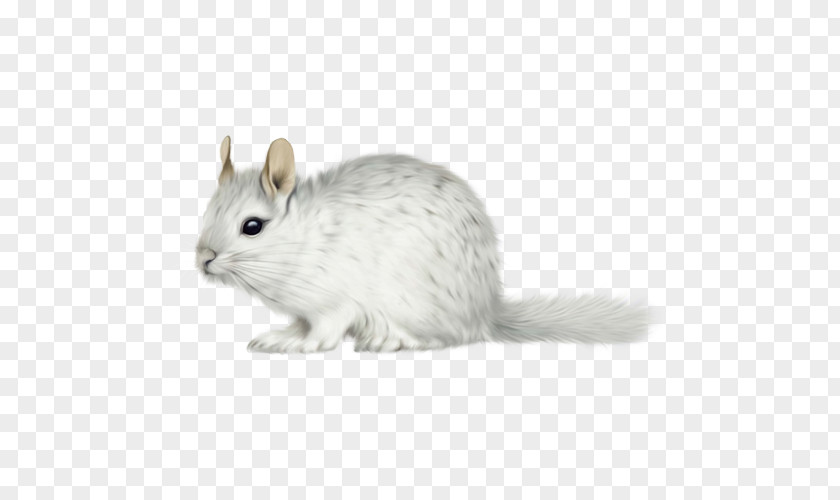 Rat Gerbil Long-tailed Chinchilla Short-tailed Whiskers Domestic Rabbit PNG