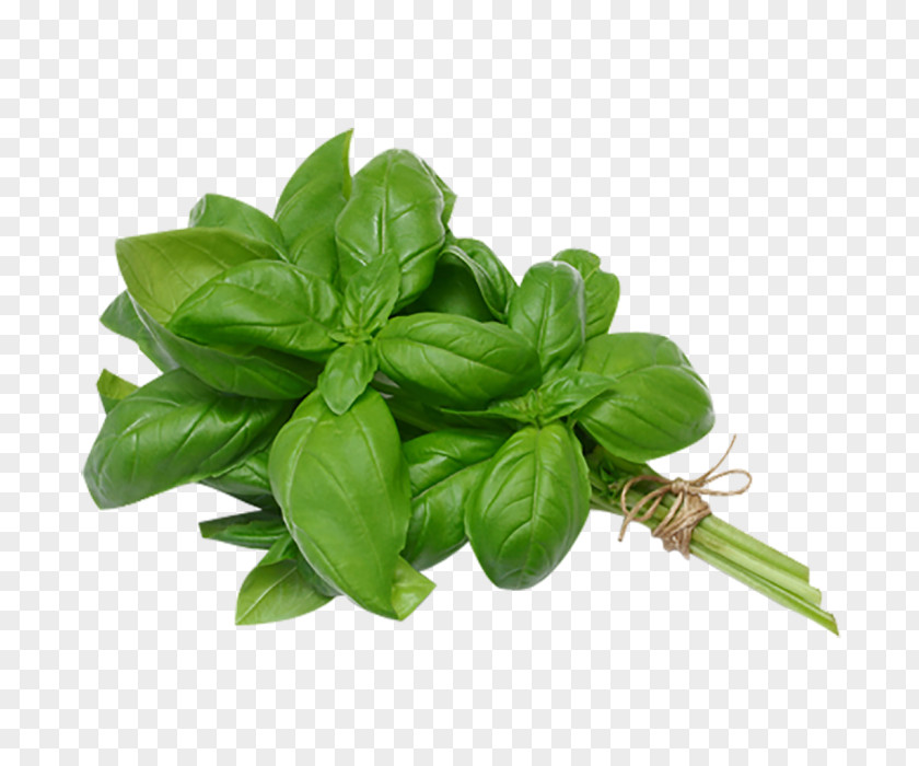 Salad Thai Basil Italian Cuisine Pesto Herb PNG