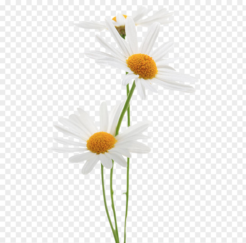 Stock Photography Common Daisy Royalty-free PNG