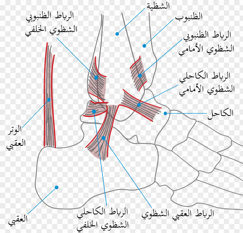 Ankle Sprained Tendon Malleus PNG