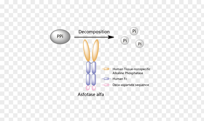 Asfotase Alfa Hypophosphatasia Strensiq Enzyme Replacement Therapy PNG