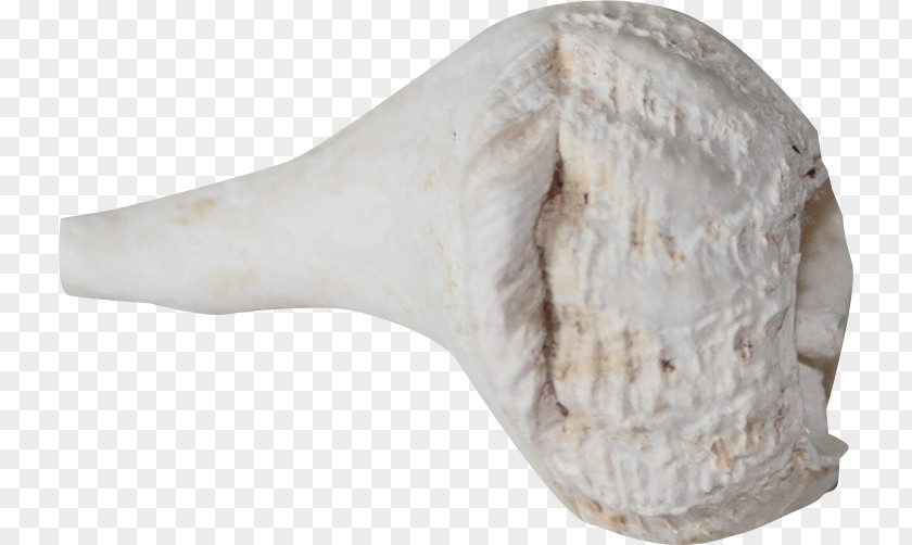 Beautiful Texture Conch Seashell PNG