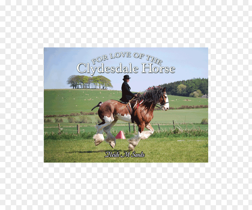 Clydesdale Horse For Love Of The Stallion Hunt Seat Foal PNG