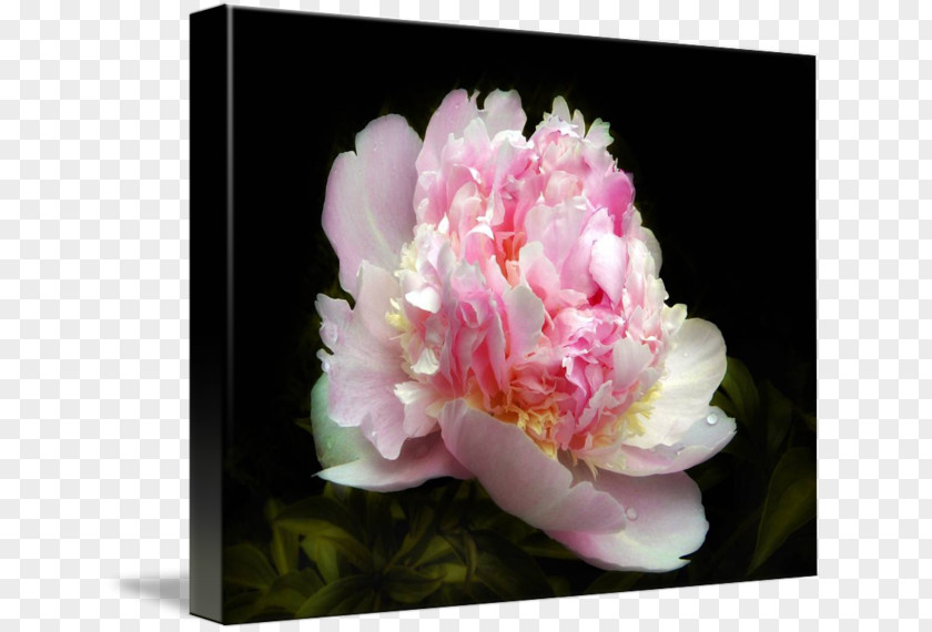 Creative Peony Floral Design Cut Flowers Petal PNG