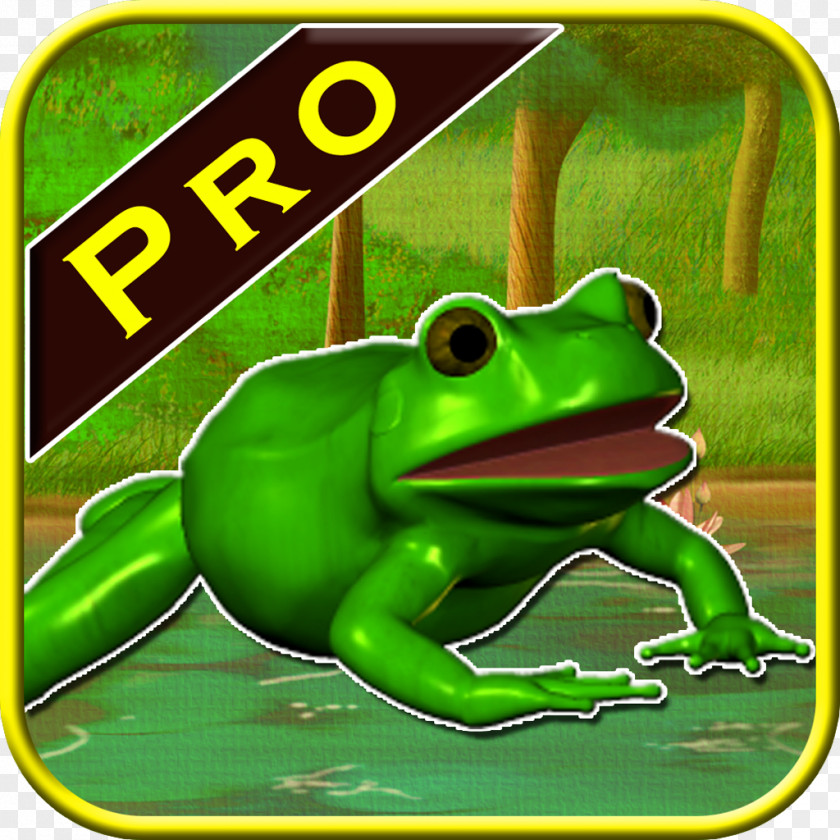 Frog True Tree Toad PNG