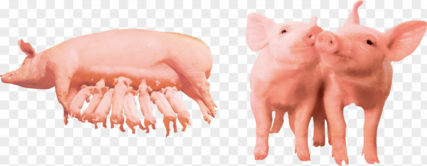 Pig Food Domestic Farm Pet Computer File PNG