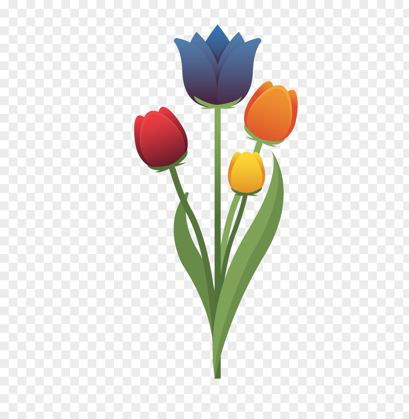 Tulip Netherlands Flower PNG