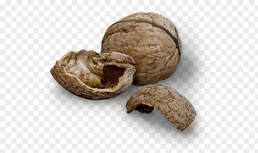 Broken Open Walnut Fruit Free Juglans PNG