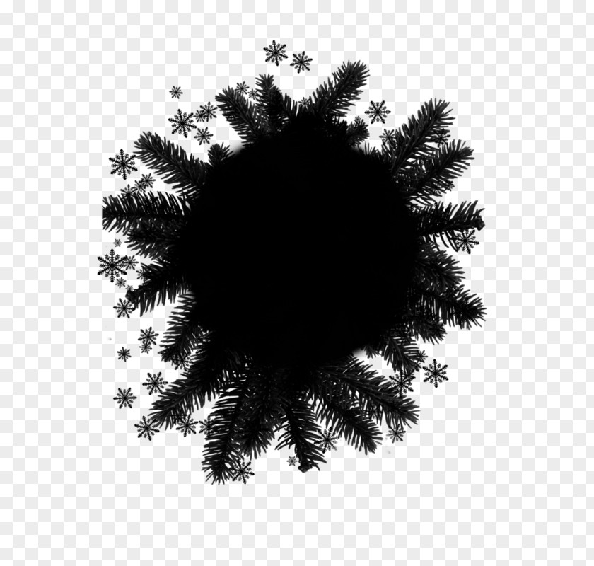 Cypress Family American Larch Christmas Black And White PNG