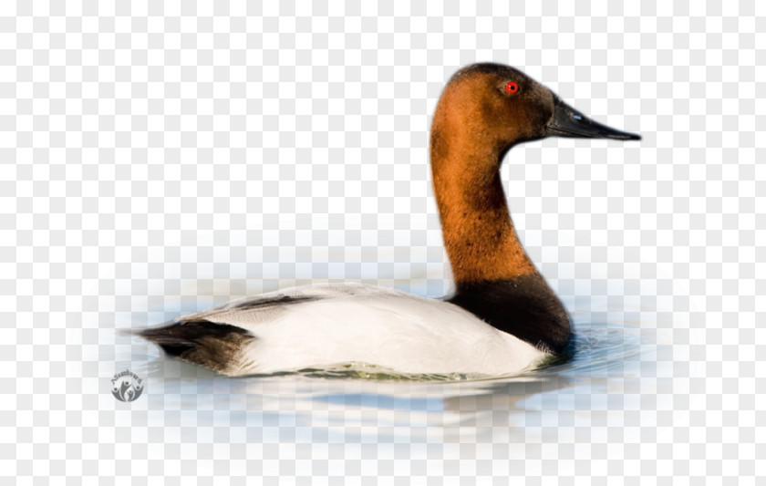 Duck Goose Cygnini Fauna PNG
