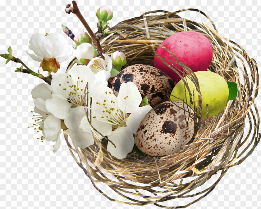 Easter Bird Egg Nest PNG