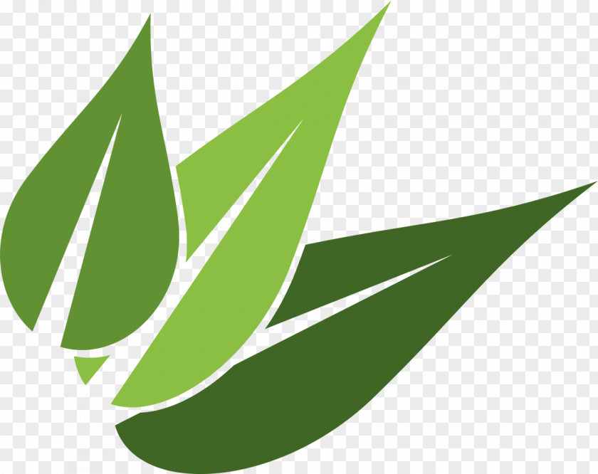Flash Logo Leaf Area Image Vector Graphics Toronto PNG