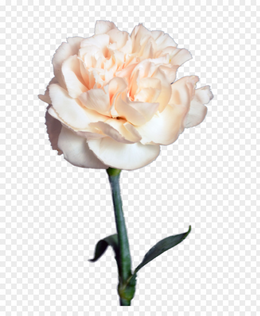 Flower Garden Roses Цветочный магазин STUDIO Flores Bouquet Cut Flowers PNG