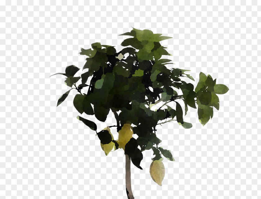Plant Stem Flowerpot Flower Leaf Tree Houseplant PNG