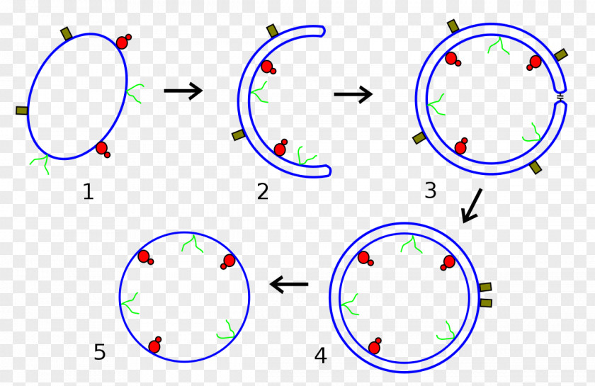 Science Obcell Cytoplasm Hypothesis Cell Membrane PNG