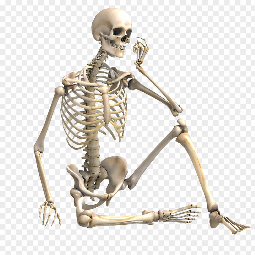 Skeleton Human Stock Photography Bone Skeletal Muscle PNG
