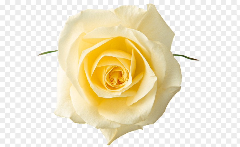 Yellow Rose White Clip Art PNG